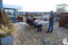 dsc02043_small.jpg