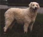 clubwinner19901991_small.jpg