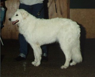 clubwinner1993.jpg