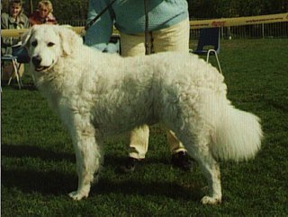 clubwinner1994.jpg