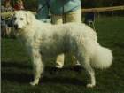 clubwinner1994_small.jpg