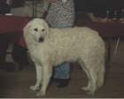 clubwinner1995_small.jpg