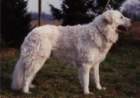 clubwinner1996_small.jpg