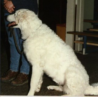 clubwinner1997.jpg
