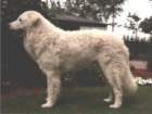 clubwinner19981999_small.jpg