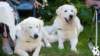 dsc_1920_small.jpg