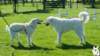 dsc_1945_small.jpg