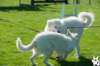 dsc_1949_small.jpg