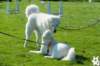 dsc_1950_small.jpg